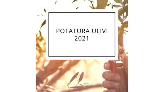 Olive tree pruning 2021